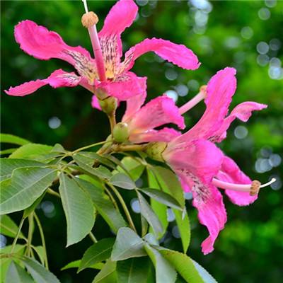 新澳门六开彩资料大全下载手机版